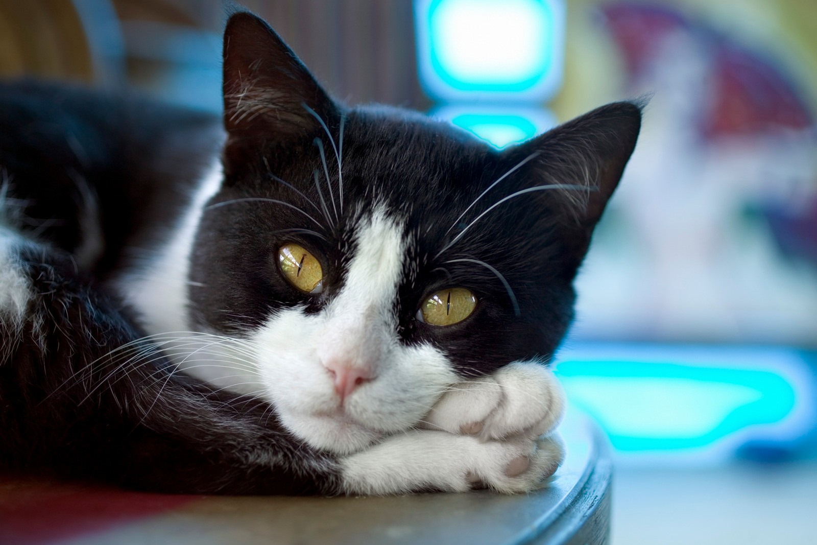 Deceased Pet Want to Contact You?